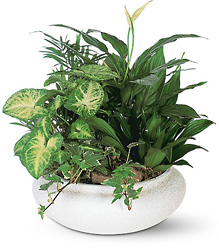 Dish Garden Dish Garden